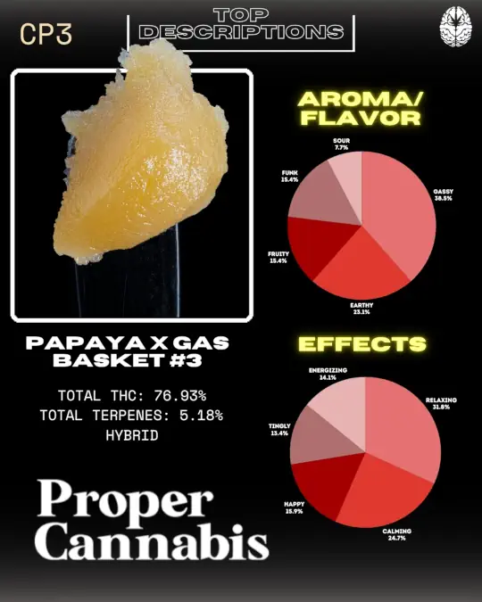 Close-up of cannabis concentrate labeled 'Papaya x Gas Basket #3' by Proper Cannabis, showing a yellowish substance. Includes charts detailing aroma/flavor profiles (sour, gassy, earthy, fruity, funk) and effects (calming, happy, tingling, energizing, relaxing). Total THC: 76.93%, Total terpenes: 5.18%, classified as a hybrid.